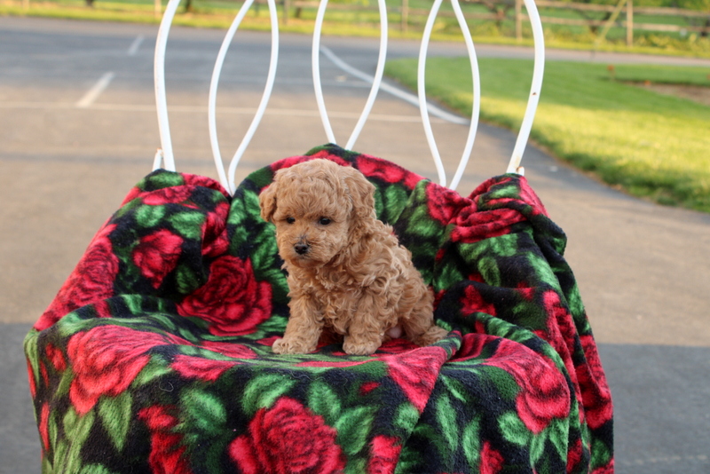puppy, for, sale, Toy Poodle, Matthew B. Stoltzfus, dog, breeder, Gap, PA, dog-breeder, puppy-for-sale, forsale, nearby, find, puppyfind, locator, puppylocator, aca